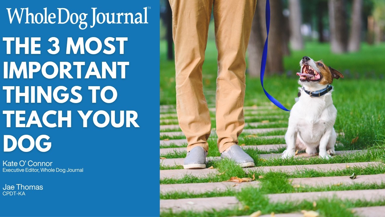 Video: What to teach your dog first (it’s not sit and stay)