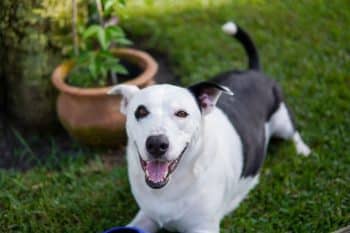 9 Best Dog Calming Supplements, Treats & Chews