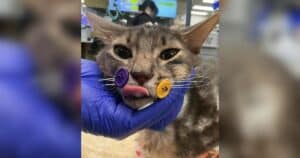 Cat’s Cicada Chase Ends in a 10-Story Fall, but Lapis Isn’t Giving Up