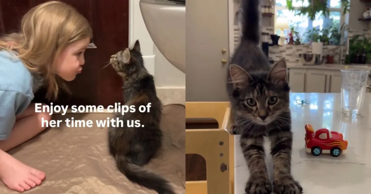 Foster Kitten Finds Her Forever Family — A Little Girl’s Goodbye Makes It Even More Moving