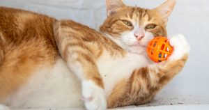 The 8 Best Catnip Options for 2026 (Plus the Best Catnip Alternatives)