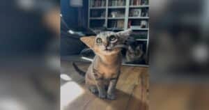 Very Triangular Cat Was Supposed to Be a Foster, but That Lasted About a Week