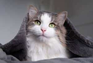 13 Little Things You Do That Make Your Cat Happy