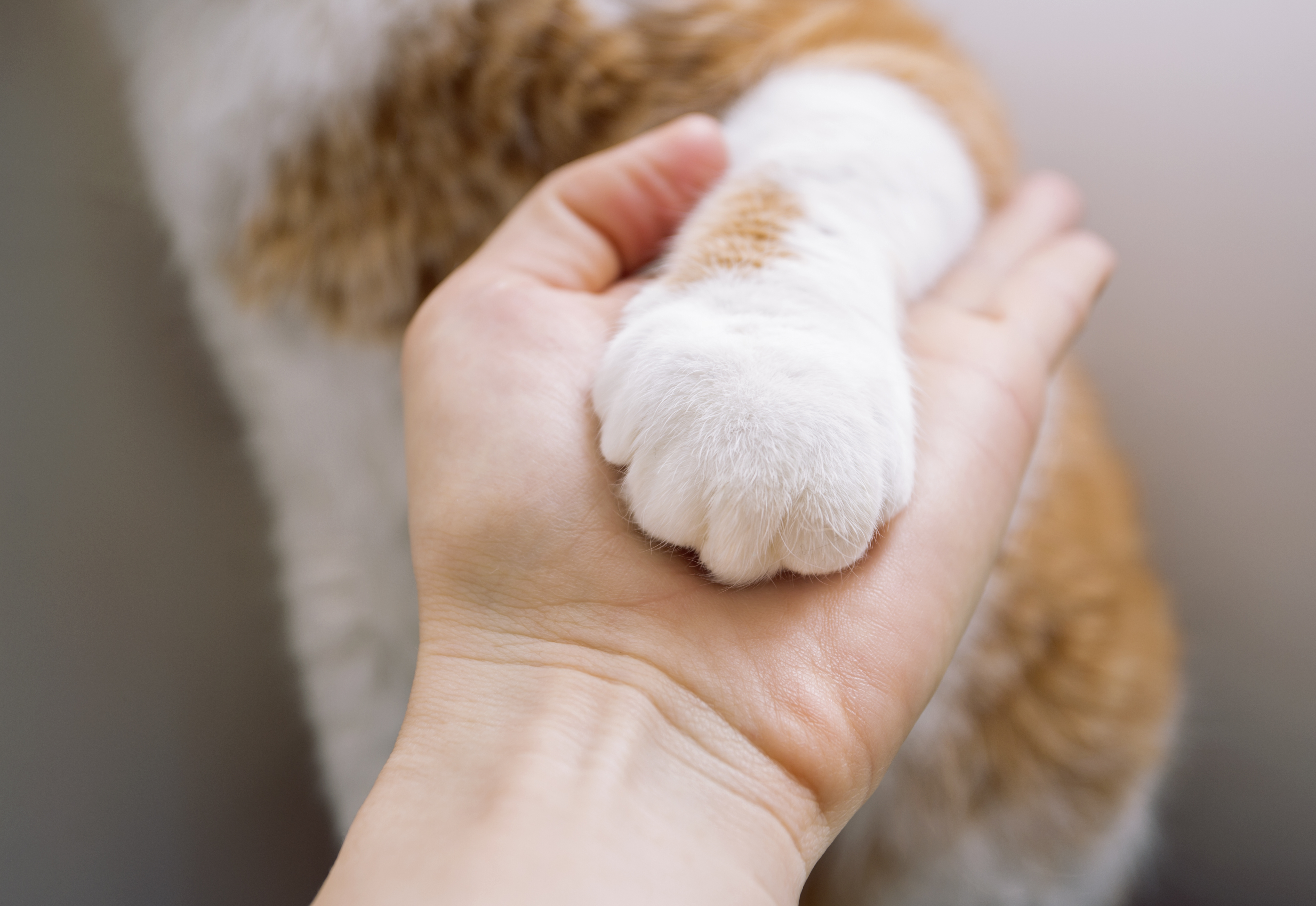 The Reluctant Conversion of a Committed Dog Guy