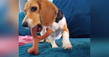 Nylabone Chew Toys with Real Meats Review: Our 4-Week Test with a Heavy Chewer