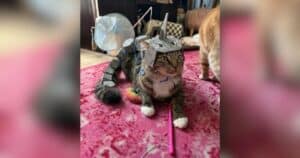 Cat’s Mom Keeps Turning Him Into Pokémon, and He’s Basically a One-Cat Pokédex