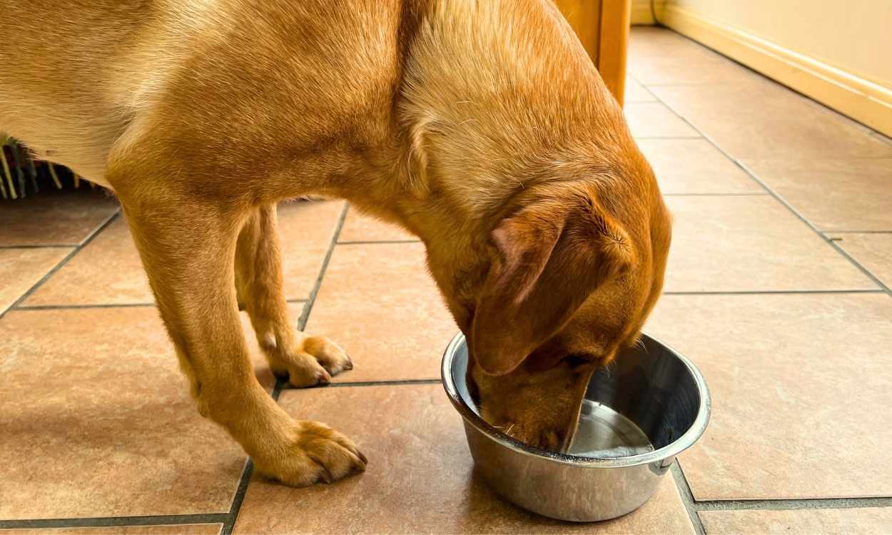 The Pros And Cons Of Feeding Your Dog Once A Day