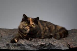 Best Cat Breeds for Backpackers in 2026: 15 Trail-Ready Companions