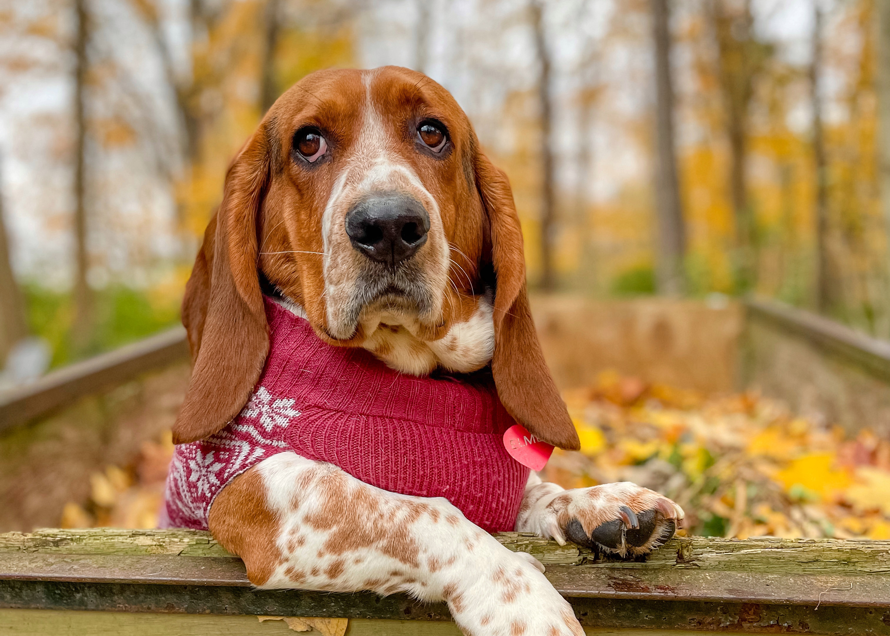 Elmer & Ernest: The Basset Hound Duo Everyone’s Talking About