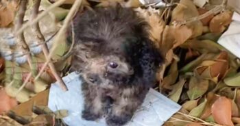 Palm-Sized Puppy Sat On Leaf Pile, Intimidated By The Giant World