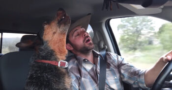 Dog Loves Country Music, But One Song Is Her Very Favorite