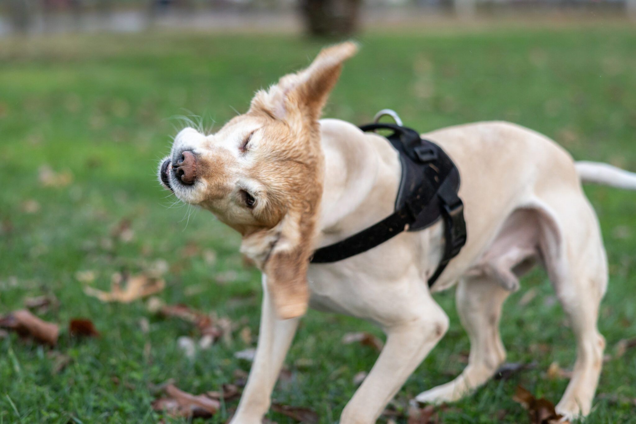 How to Treat Yeast Infections in Dogs