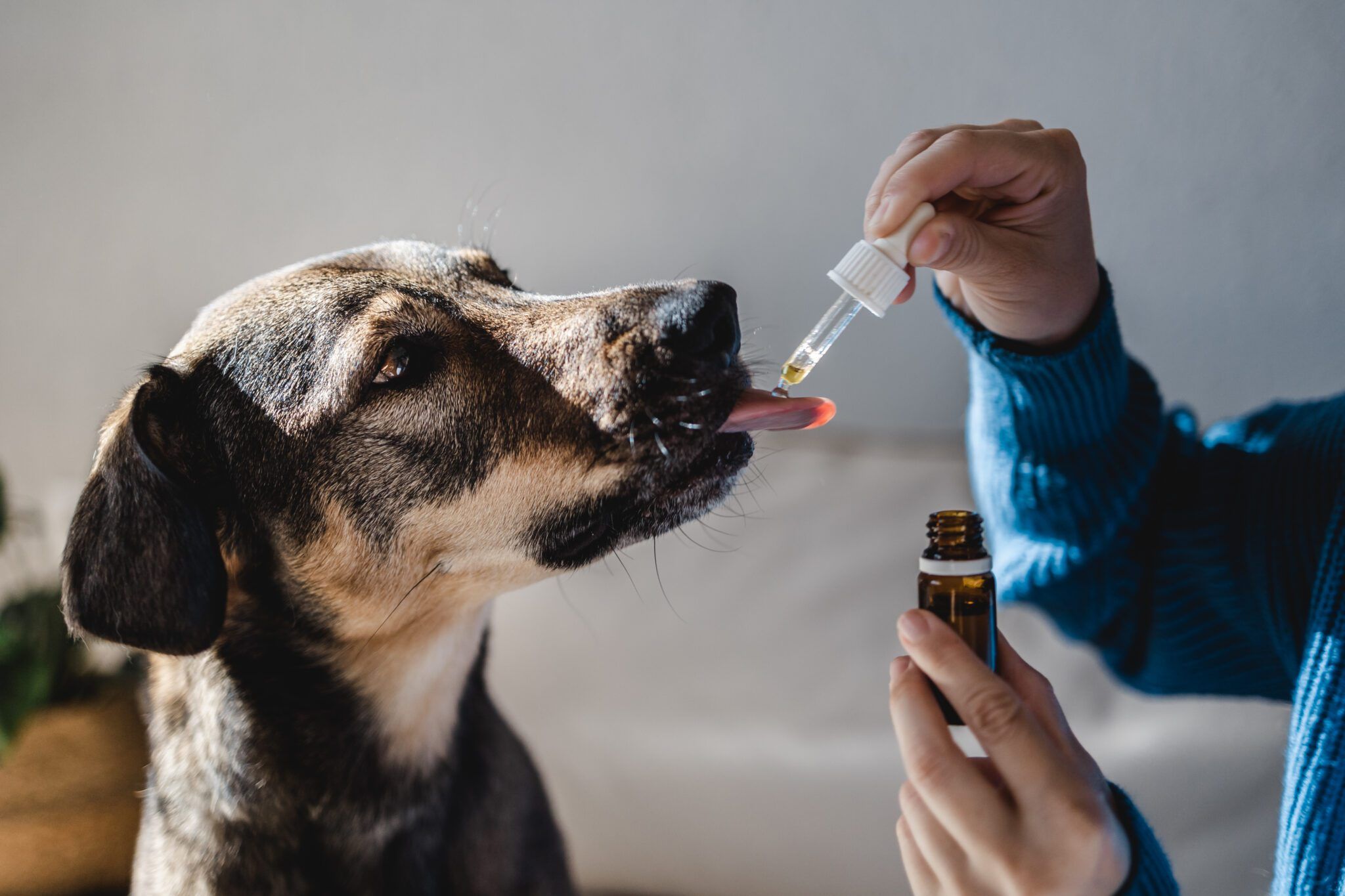 Anti-Anxiety Products for Dogs