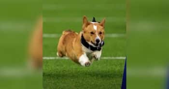 Banana Wins Seahawks Corgi Race, but It’s Her Sassy Look Back Everyone Is Talking About