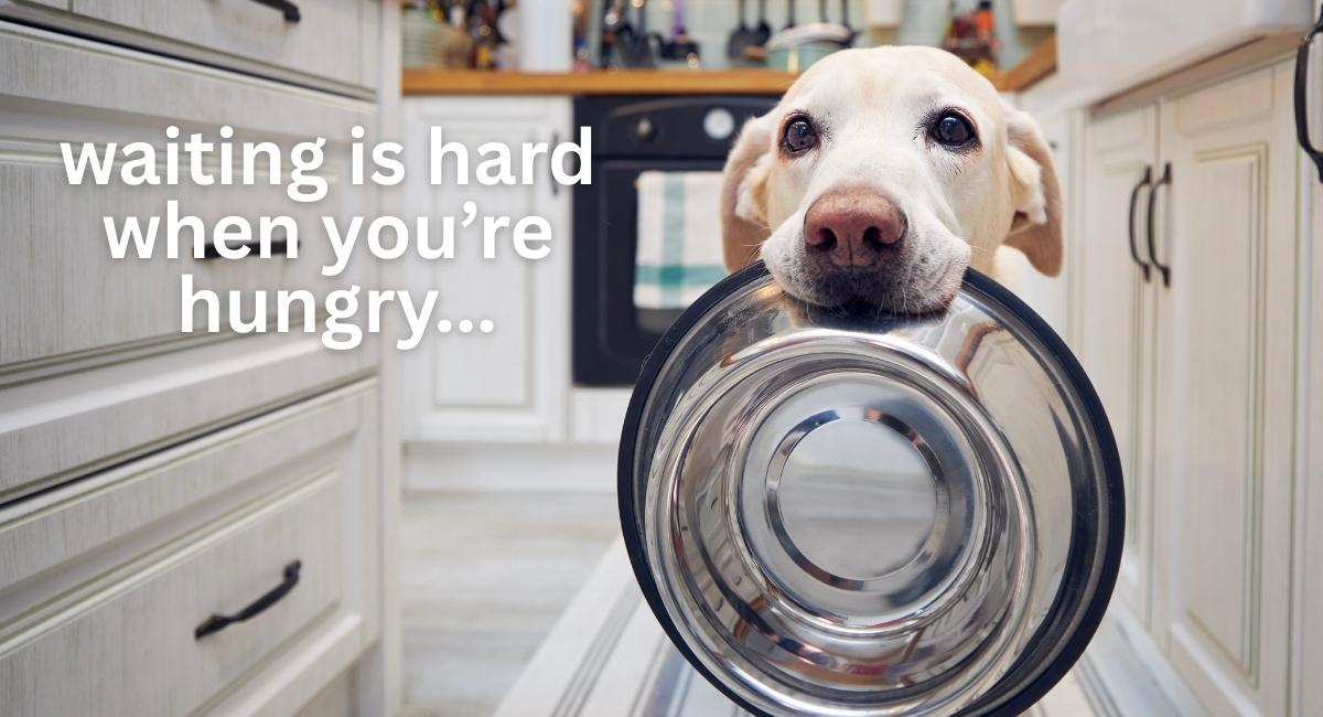 Strategies for Managing Weight in Food-Obsessed Dogs (With Printable Progress Charts & Games)