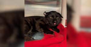 Street Cat’s ‘Smushed’ Ears Make Him Stand Out, but His Sweet Side Wins People Over
