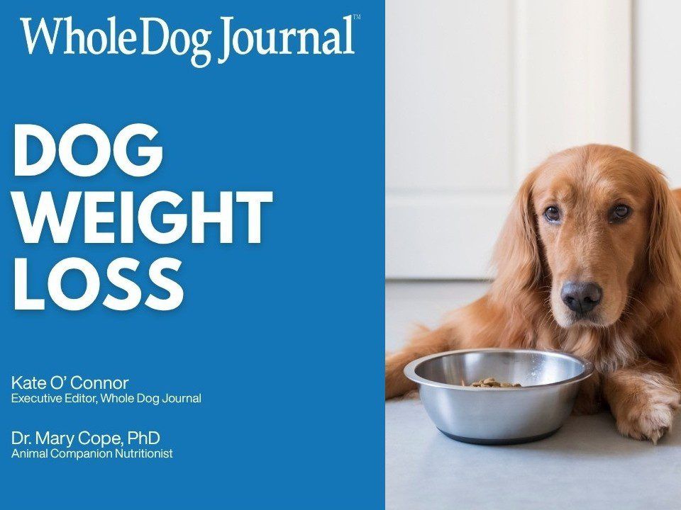 Video: How to Help an Overweight Dog Lose Weight