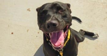 Hero VIP Club Members Helped Draco Find A Family & His New Mom Find Joy Again