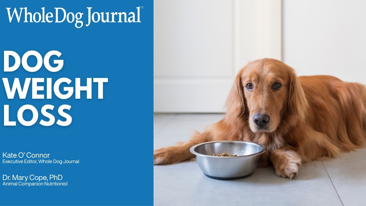 Video: Is your dog overweight? Most owners can’t tell