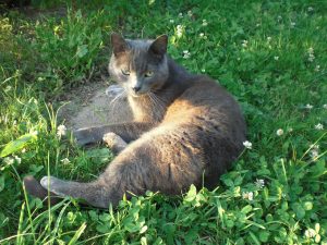 7 Best Cat Breeds for Nurses Working Long Shifts (2026)