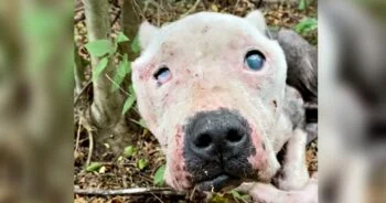 Blind Pit Bull ‘Ached’ To Be Saved But No One Showed And Then She Heard A Woman