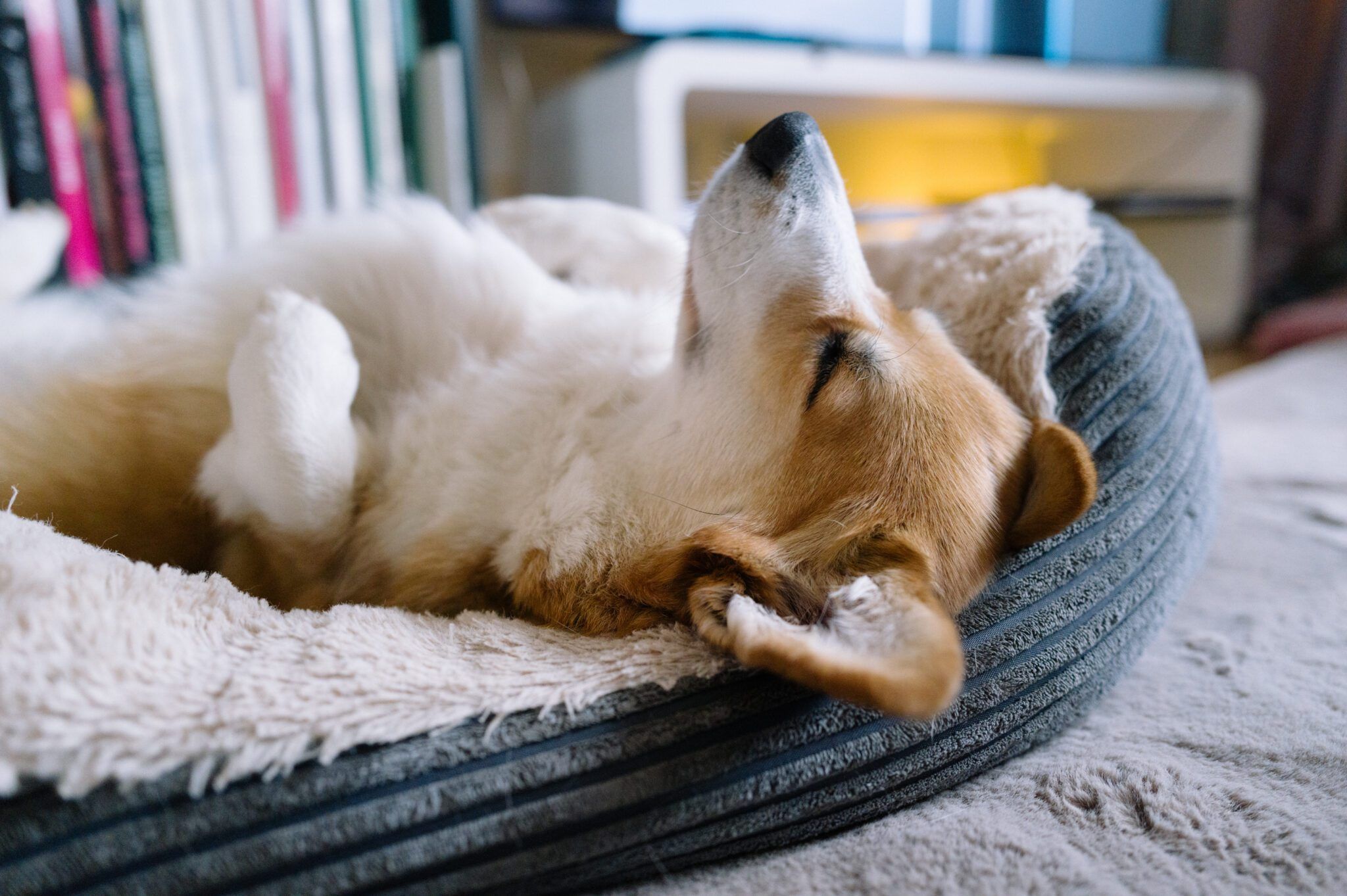 Why Does My Dog Sleep on His Back? What It Means and When to Worry