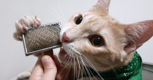 Why Do Cats Eat Fur (and Hair)? 4 Real Reasons, Explained