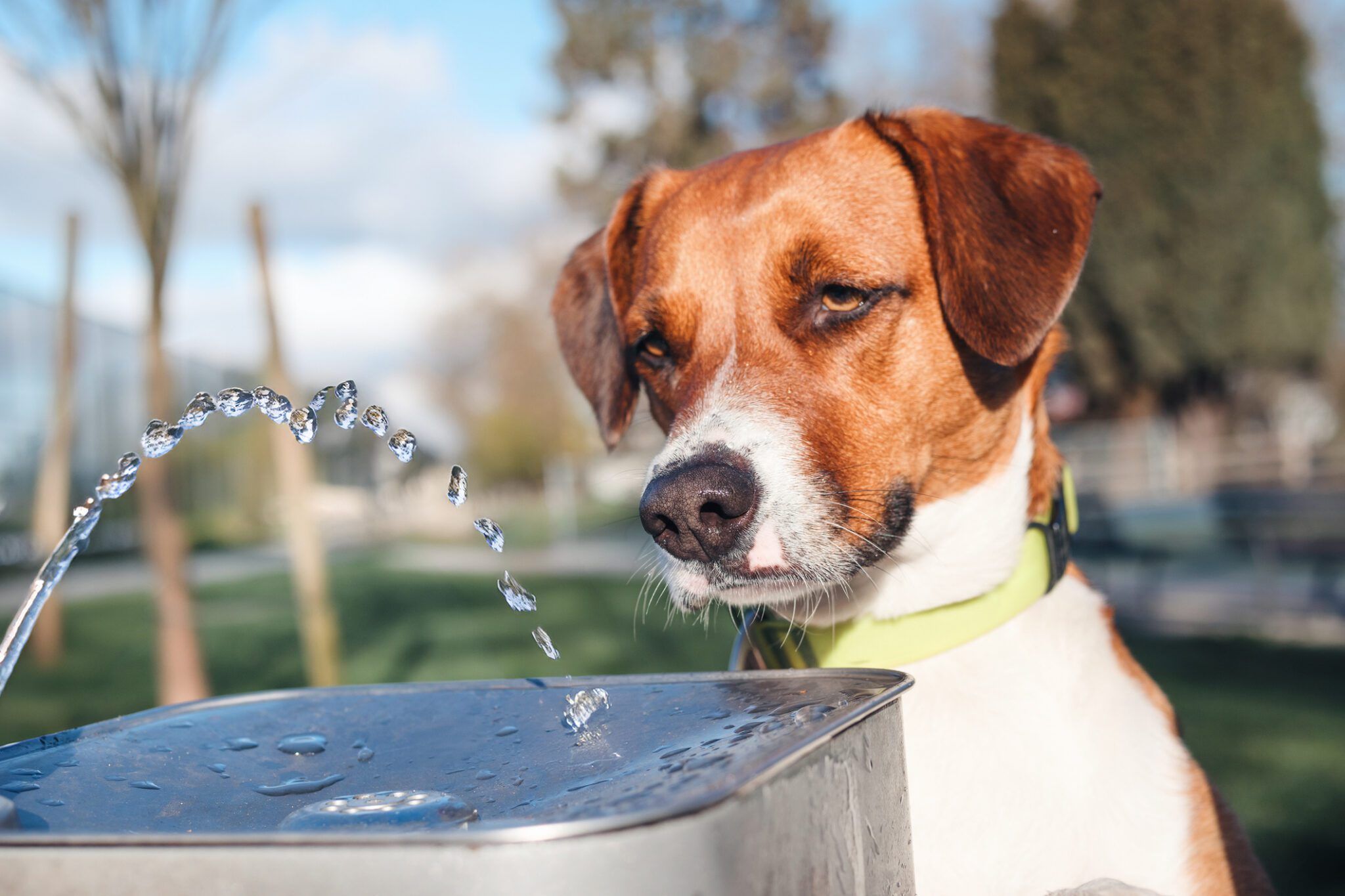 How to Handle a Dog’s Diarrhea at Home