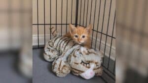 Tiny Orange Kitten Rescued From Rocks Inside Dark Drainpipe