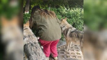 Two Wolfdogs Discover Tiny Puppy Hidden Beneath Park Bushes