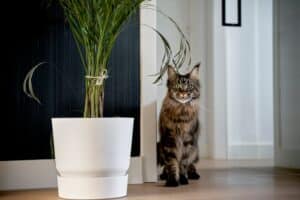 13 Cat Breeds Most Likely To Greet You At The Door