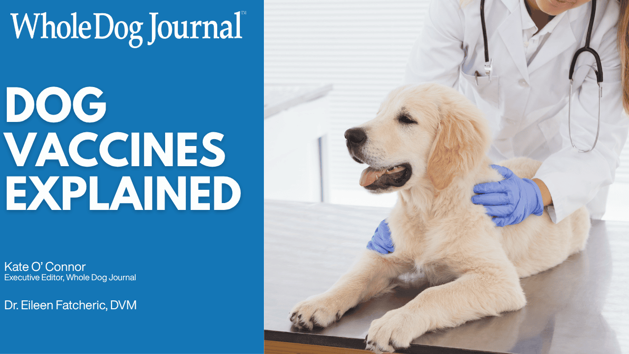 Dog Vaccines Explained: Core Shots, Boosters, and Titers