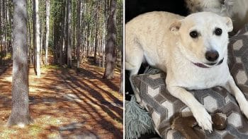 Senior Dog Missing in Yellowstone as Rescuers Race Against Time