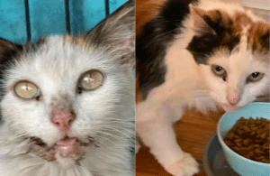 Thanks to iHeartCats’ Hero VIPs, Lillian Rose Can Finally Eat Without Pain