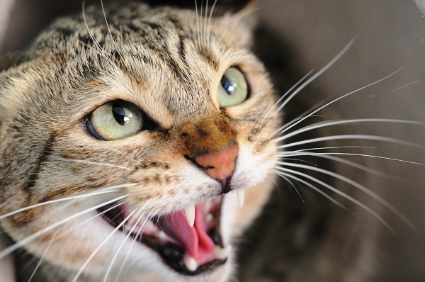 The Silent Health Problem Vets Say Most Cat Owners Never See Coming