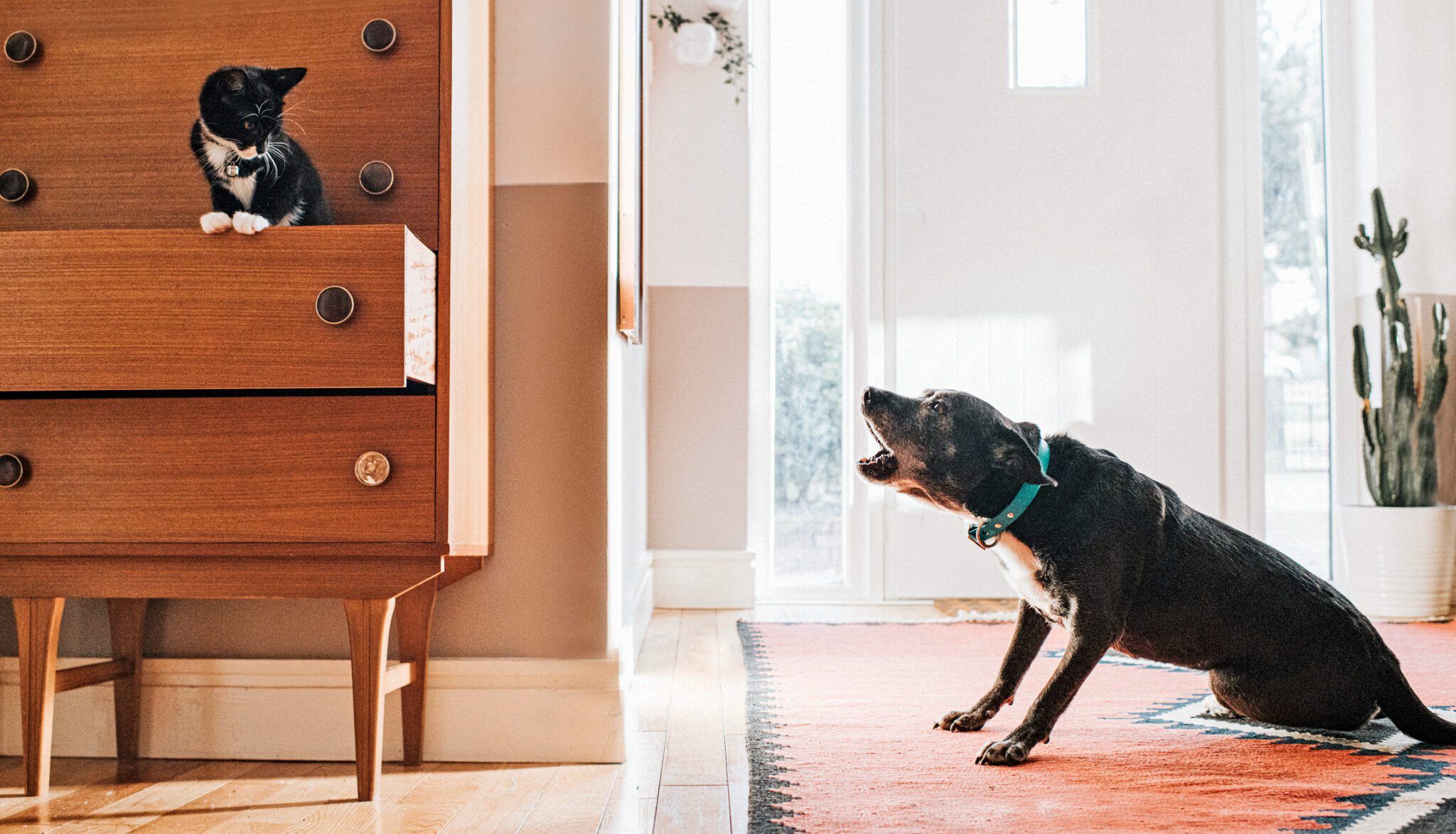 Why a Dog Has Raised Hackles