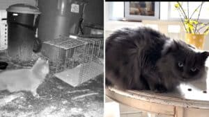 Missing Cat Turns Up Across State Lines After 571 Days