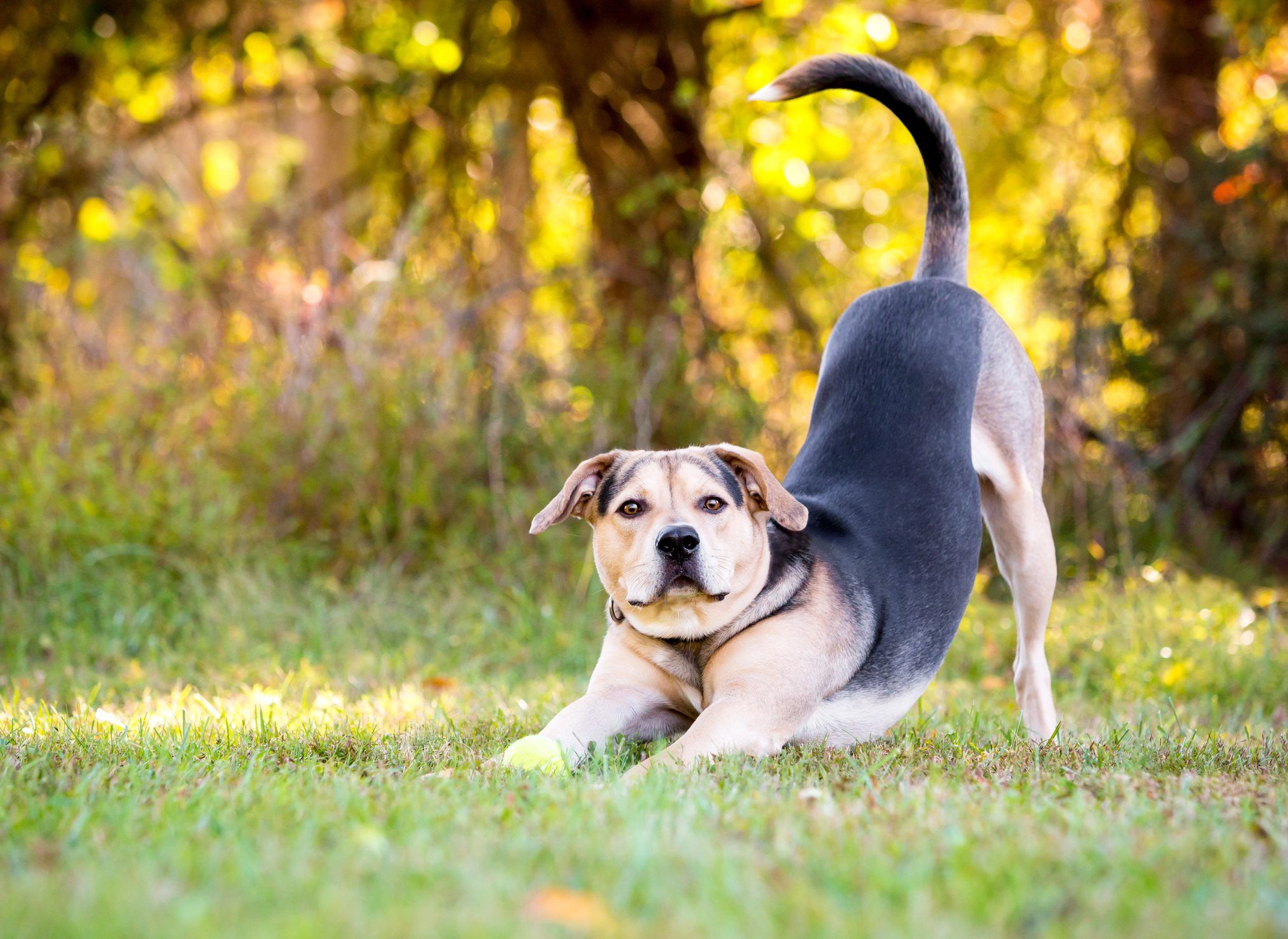 Why Does My Dog Keep Stretching?