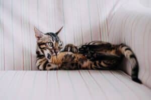 13 Mischievous Cat Breeds Most Likely To Cause Trouble