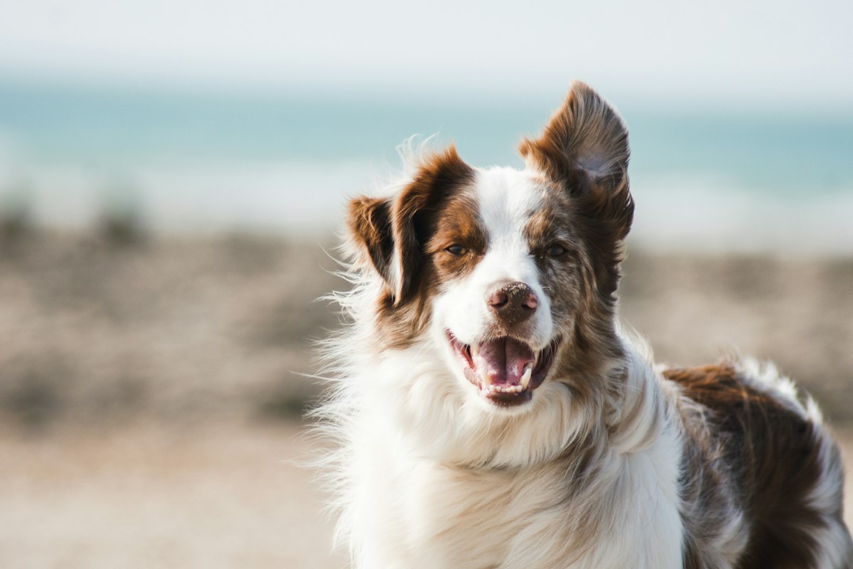 Wet food or dry food: which is better for your dog?