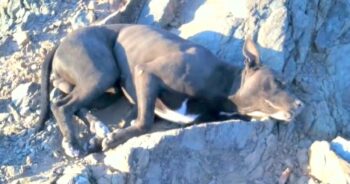 Hiker Finds ‘Dying’ Dog With Bullet Wounds, Carries Him For An Hour To Find Help