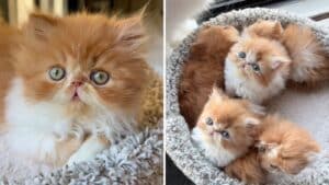 Fluffy Persian Kittens Look Like the Cutest Pumpkin Spice Cupcakes