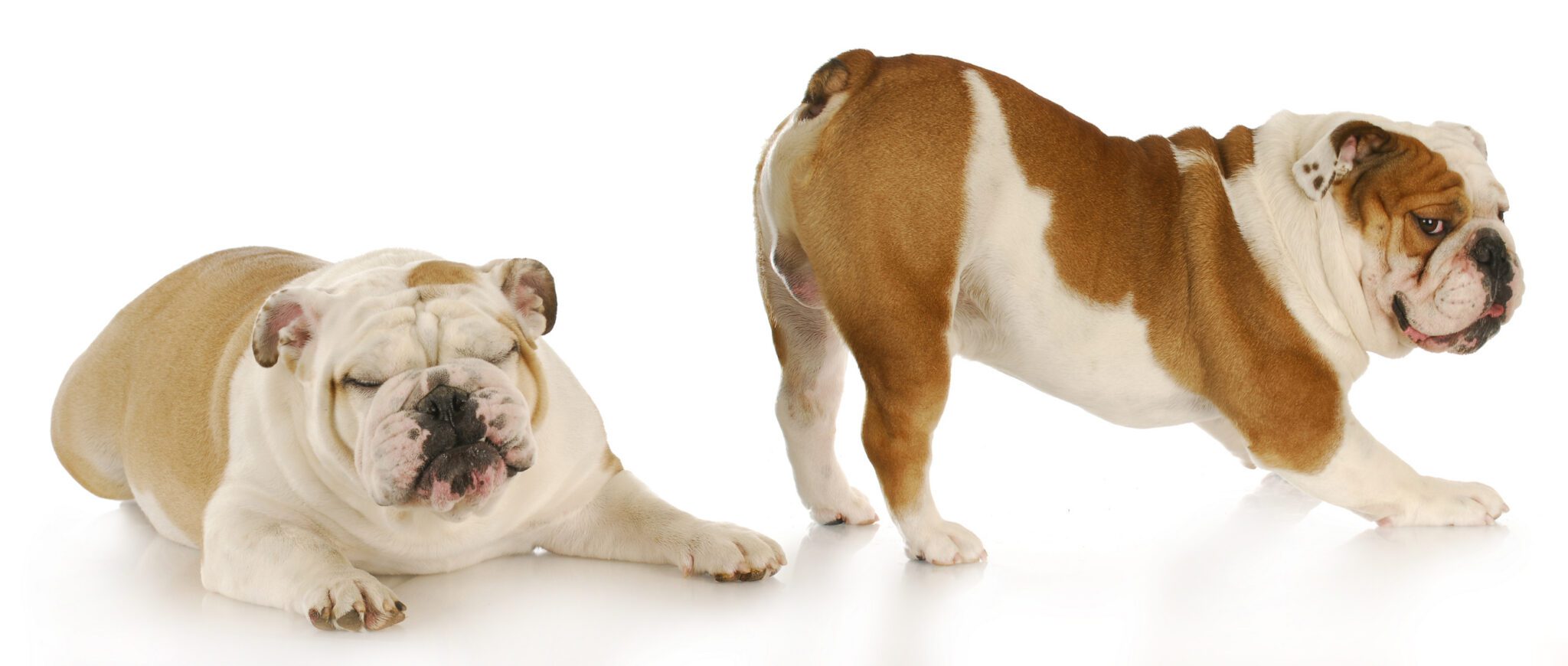 How to Relieve Gas in Dogs at Home