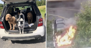 Man Risks His Life To Save Dogs From Burning Car