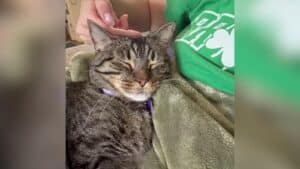 Shelter’s Longest Resident Cat Finds Family Who Adores Her