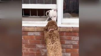 Dog Falls for Neighbor and Visits His Window for Kisses