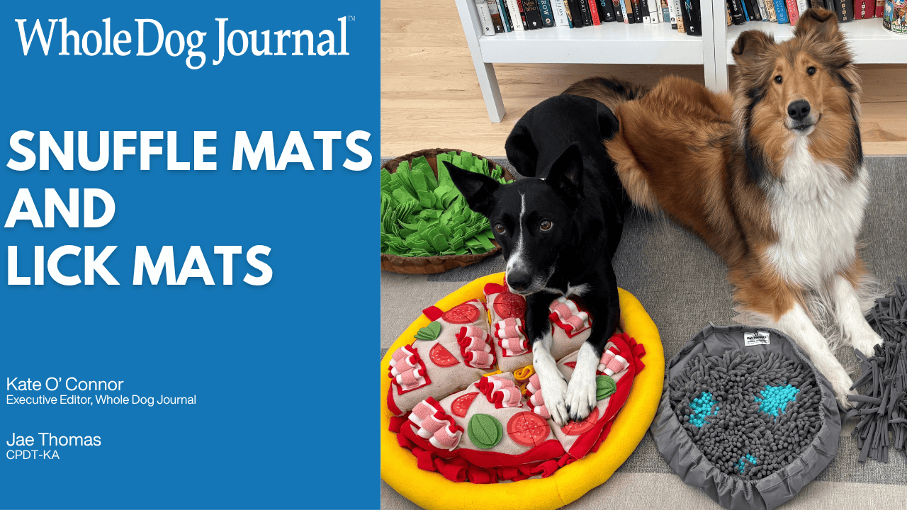Snuffle Mats and Lick Mats: Benefits, Picks, and How to Use Them