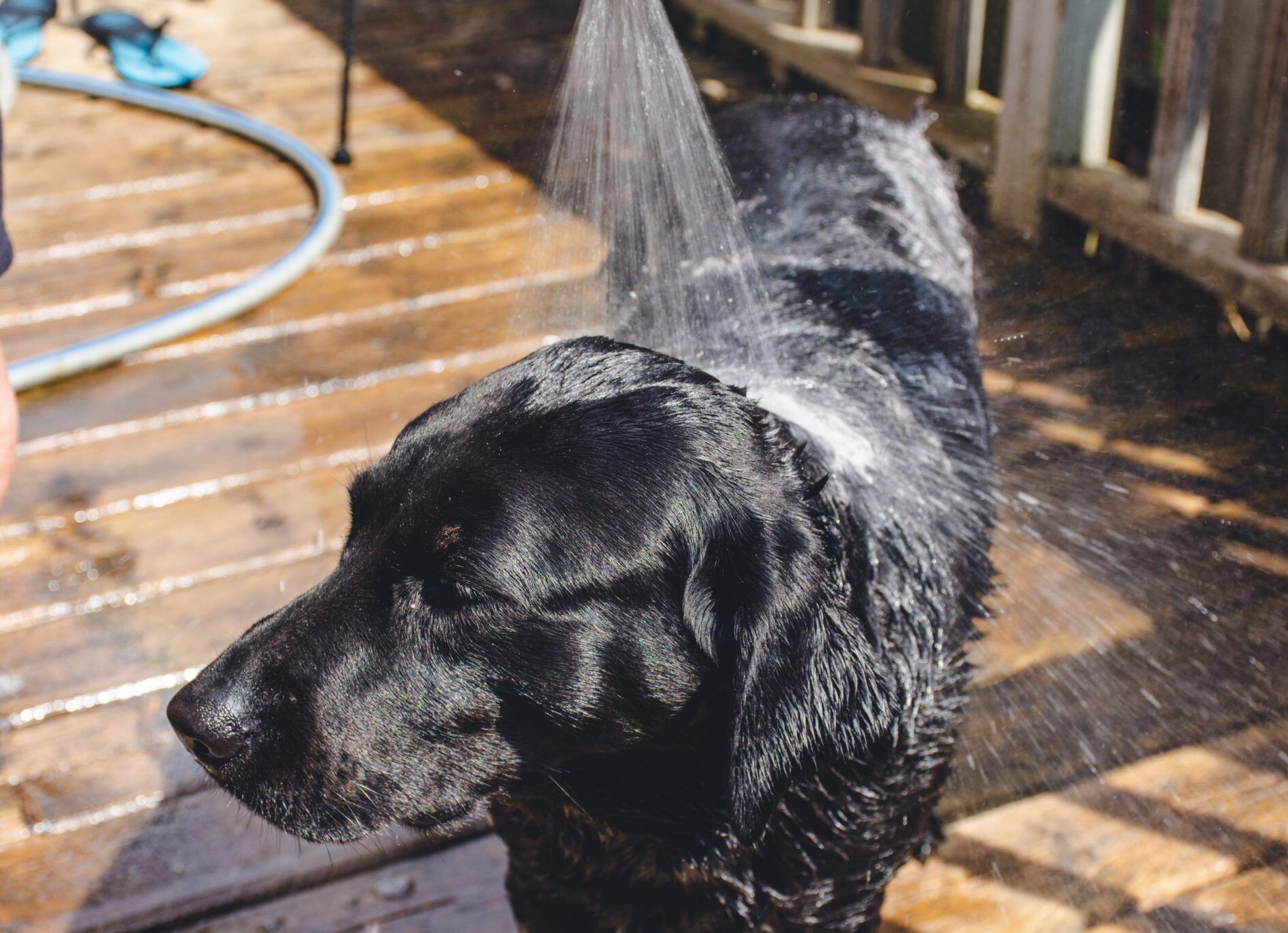 Picking the Best Portable Shower for Your Dog
