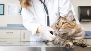 Veterinarian Reveals How Long Cats Can Safely Stay Home Alone
