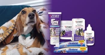 ZYMOX Review: Ear Solution, Ear Wipes, Oratene and Funky Paws, Tested by a Vet Tech.